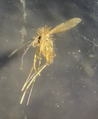 Phlebotominae