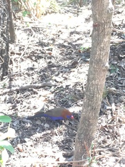 Granatina ianthinogaster