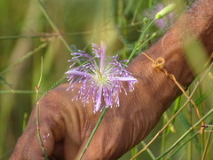 Cleome angulata
