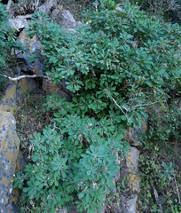 Othonna triplinervia