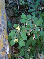 Othonna triplinervia