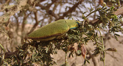Steraspis squamosa