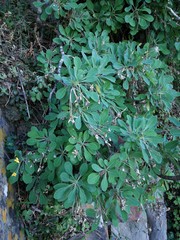 Othonna triplinervia