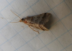 Phalaenophana pyramusalis