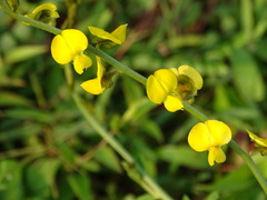 Crotalaria albida