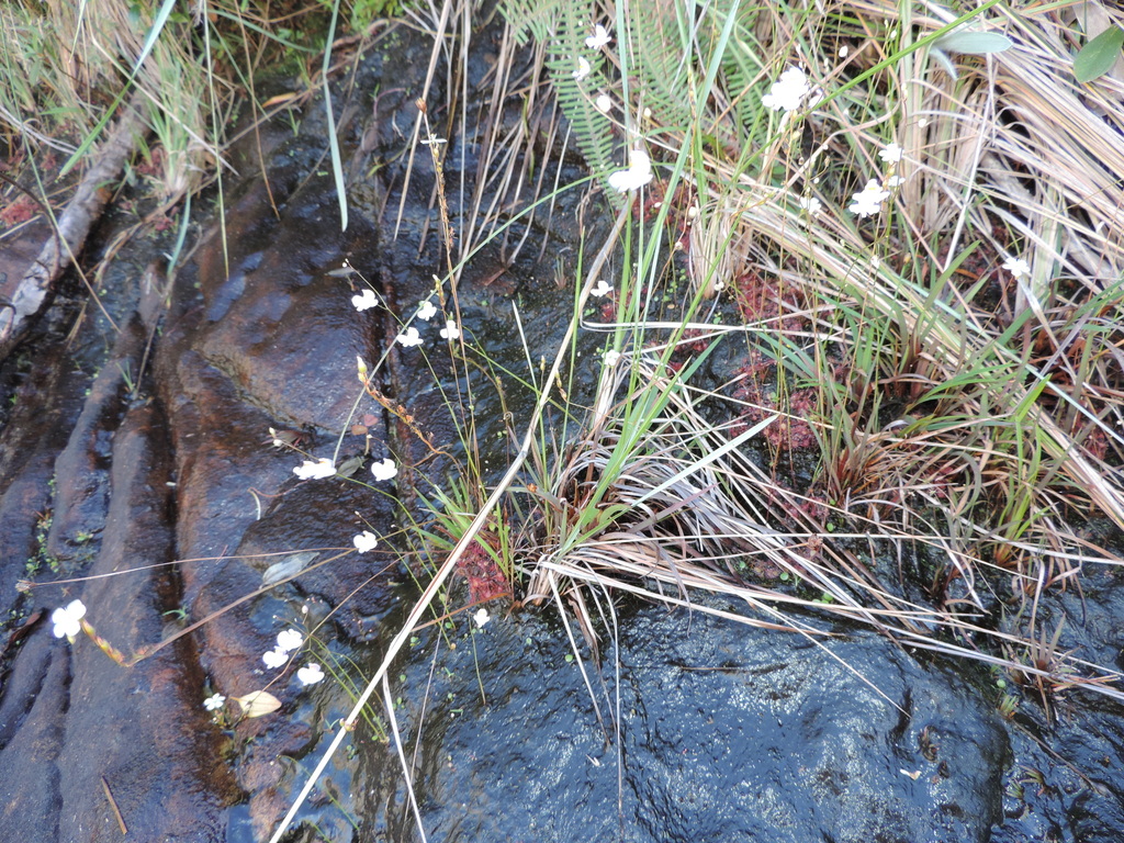 Utricularia biceps Gonella & Baleeiro