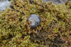 Geomalacus maculosus