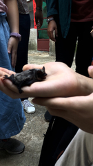 Vespertilio sinensis