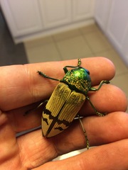Temognatha chevrolatii