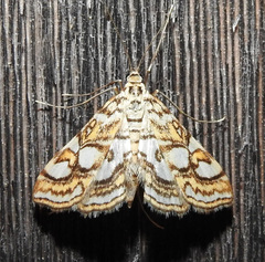 Elophila ekthlipsis