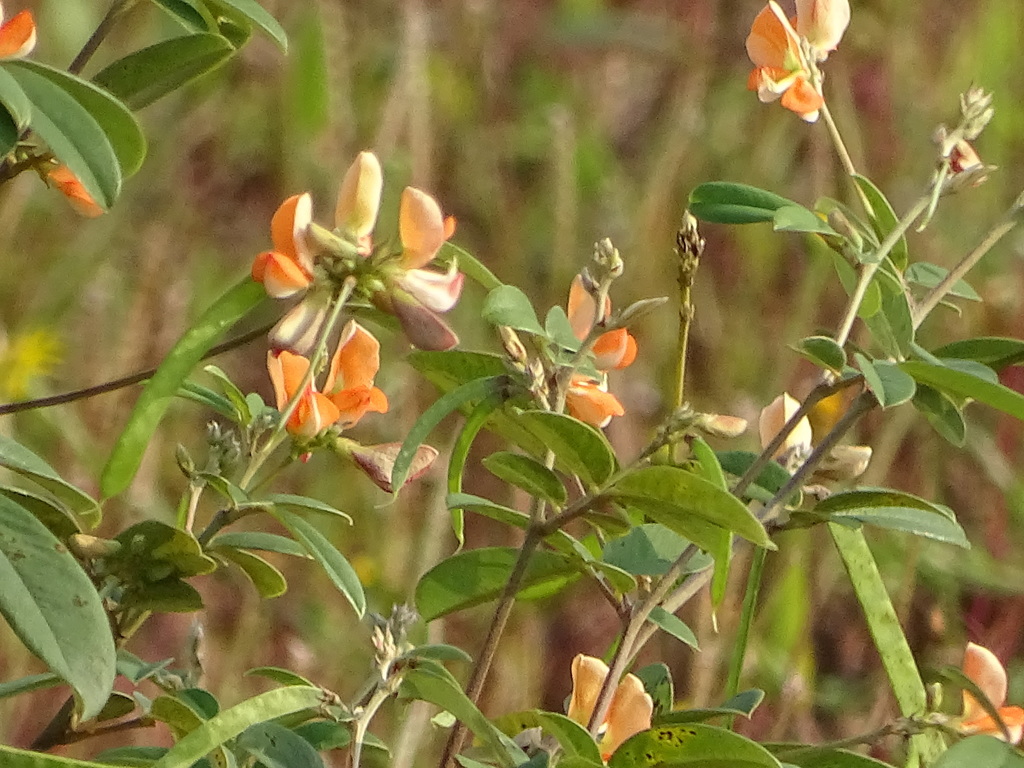 Tephrosia tinctoria (Tephrosia tinctoria)