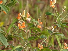 Tephrosia tinctoria
