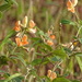 Tephrosia tinctoria - Photo (c) Rujuta Vinod, algunos derechos reservados (CC BY-NC), uploaded by Rujuta Vinod
