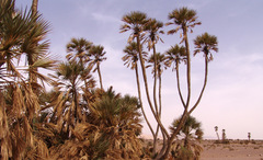 Hyphaene thebaica