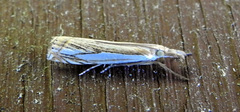 Crambus saltuellus