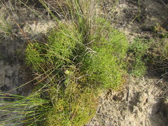Nanobubon capillaceum