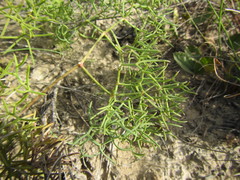 Nanobubon capillaceum