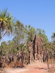 Nasutitermes triodiae