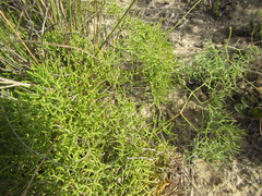 Nanobubon capillaceum