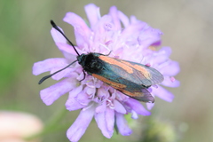 Zygaena minos