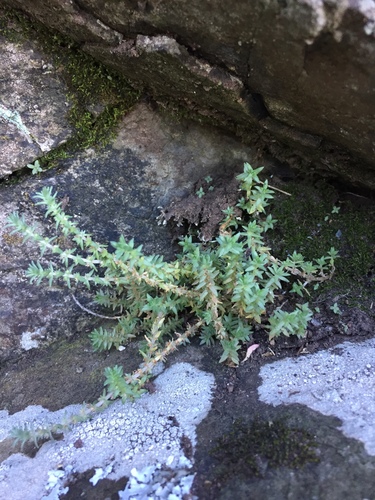 Crassula sieberiana