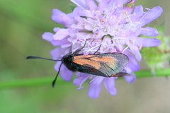 Zygaena minos