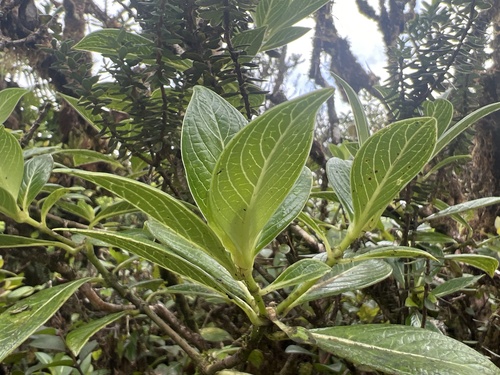 Geniostoma waiolani observed 2024-12-03