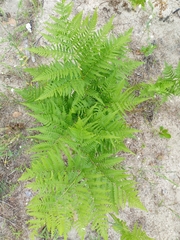Pteridium pinetorum