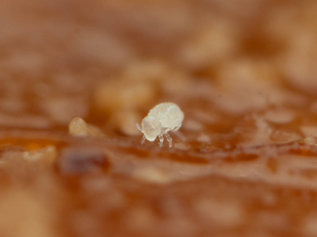 Megalothorax minimus V.Willem, 1900