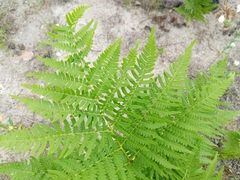 Pteridium pinetorum