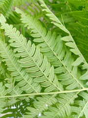 Pteridium pinetorum