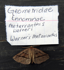 Metarranthis warneri
