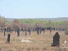 Amitermes meridionalis