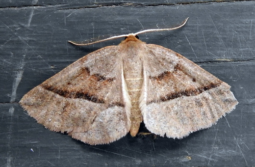 Warner's Metarranthis Moth