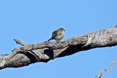 Aphelocephala leucopsis