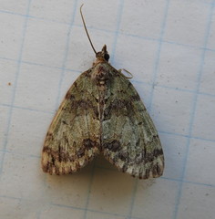 Hydriomena transfigurata