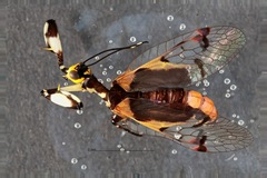 Calomantispa venusta