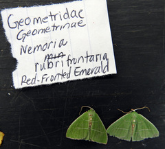 Nemoria rubrifrontaria
