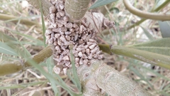 Cochlicella