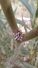 Cochlicella