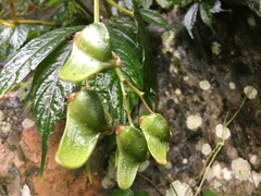 Begoniaceae
