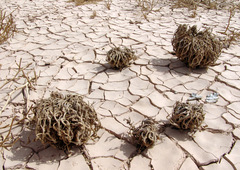 Anastatica hierochuntica