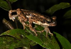 Malabar Tree Toad photo 4