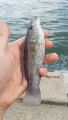 Tautogolabrus adspersus