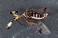 Calomantispa venusta