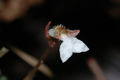 Odontochilus yakushimensis