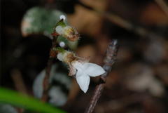 Odontochilus yakushimensis