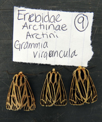 Apantesis virguncula