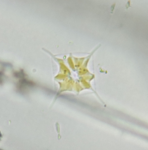 Genus Attheya · iNaturalist