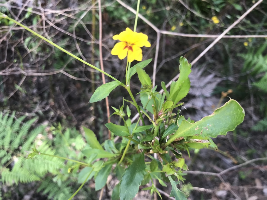 Goodenia macrophylla